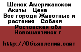 Шенок Американской Акиты › Цена ­ 35 000 - Все города Животные и растения » Собаки   . Ростовская обл.,Новошахтинск г.